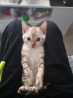 100% bengaal kat, Dieren en Toebehoren, Katten en Kittens | Raskatten | Korthaar, Meerdere dieren, Ontwormd