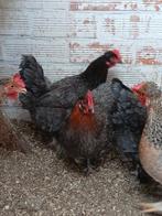 Hennen tekoop, Dieren en Toebehoren, Pluimvee, Vrouwelijk, Kip