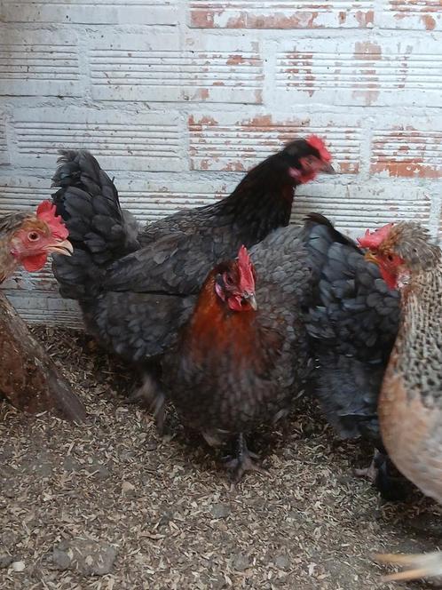 Hennen tekoop, Dieren en Toebehoren, Pluimvee, Kip, Vrouwelijk
