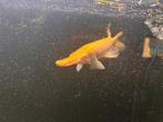 Albino Atractosteus spatula Gar / Snoek, Vis, Zoetwatervis