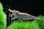 japonica garnaal €3,00, Dieren en Toebehoren, Vissen | Aquariumvissen, Kreeft, Krab of Garnaal, Zoetwatervis