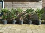 Palm - palmbomen - Chamaerops Humilis op stam, Volle zon, Ophalen, Palmboom, 100 tot 250 cm