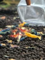 Aanbieding Caridina garnalen skittels mix bezorging aquarium, Dieren en Toebehoren, Vissen | Aquariumvissen, Kreeft, Krab of Garnaal