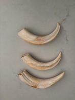 Slagtanden knobbelzwijn, Ophalen of Verzenden, Overige typen