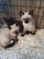 4 Britse korthaar kittens, Dieren en Toebehoren, Katten en Kittens | Raskatten | Korthaar, Meerdere dieren