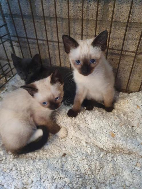 4 Britse korthaar kittens, Dieren en Toebehoren, Katten en Kittens | Raskatten | Korthaar, Meerdere dieren