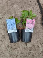 Boeren hortensia in 3 kleuren rood blauw en roze, Minder dan 100 cm, Ophalen of Verzenden, Hortensia