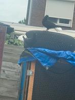 Babyduif te koop, Dieren en Toebehoren, Vogels | Duiven