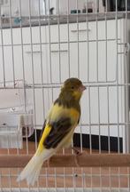 Timbrado zangkanarie met grote kooi., Dieren en Toebehoren, Vogels | Kanaries, Mannelijk, Zangkanarie