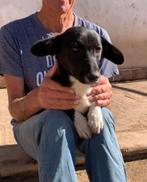 MJM Dogs Foundation: Jerry, Dieren en Toebehoren, Honden | Niet-rashonden, Particulier, Rabiës (hondsdolheid), Klein, Buitenland