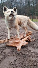 Opgezette vos, Verzamelen, Dierenverzamelingen, Ophalen of Verzenden, Gebruikt, Wild dier, Opgezet dier