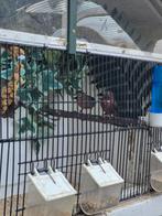 Koppel Rode kroonvinken, Dieren en Toebehoren, Vogels | Overige Vogels, Meerdere dieren, Geringd