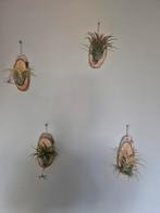 Tillandsia Ionantha op Hout - Luchtplantjes, Ophalen of Verzenden