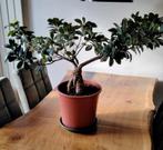 Bonsai boompje zoekt nieuw huis!, Ophalen, Bonsai, Halfschaduw, Minder dan 100 cm