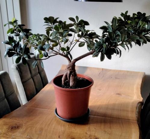 Bonsai boompje zoekt nieuw huis!, Huis en Inrichting, Kamerplanten, Bonsai, Minder dan 100 cm, Halfschaduw, Ophalen