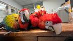 Ruby Ara Papegaaie Baby 2025, Meerdere dieren, Papegaai, Pratend
