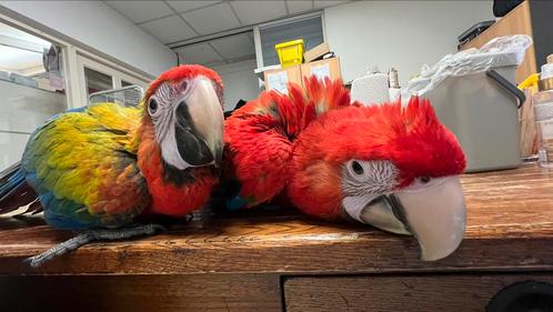 Ruby Ara Papegaaie Baby 2025, Dieren en Toebehoren, Vogels | Parkieten en Papegaaien, Papegaai, Meerdere dieren, Pratend, Tam