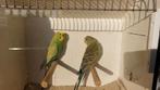 Grasparkiet koppel, Meerdere dieren, Parkiet, Geringd