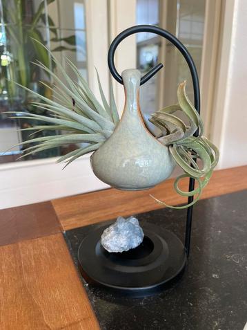 Mooie Tillandsias in een keramiek vaasje beschikbaar voor biedingen