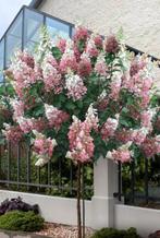 Pinky Winky hortensia - op stam, Ophalen of Verzenden, Hortensia, Struik, 100 tot 250 cm