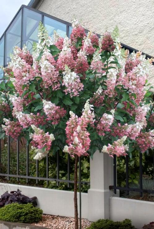 Pinky Winky hortensia - op stam, Tuin en Terras, Planten | Struiken en Hagen, Struik, Hortensia, 100 tot 250 cm, Ophalen of Verzenden