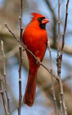 Rode kardinaal man, Dieren en Toebehoren, Vogels | Overige Vogels, Mannelijk, Tropenvogel