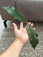 Enorme Hoya Undulata Stek, Huis en Inrichting, Kamerplanten, Ophalen of Verzenden