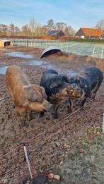 4 zeugen mangalitza  duroc, Dieren en Toebehoren, Schapen, Geiten en Varkens, Meerdere dieren, Varken