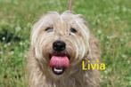 Livia, Dieren en Toebehoren, Honden | Niet-rashonden, Particulier, Rabiës (hondsdolheid), Meerdere, Teef