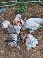 Jonge brahma haan/hanen groothoender, Dieren en Toebehoren, Pluimvee, Mannelijk, Kip