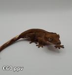 Tijdelijk korting op 5 mooie wimpergekko's / crested geckos!, Hagedis