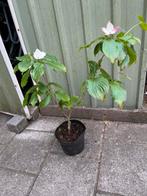 Cornus, Tuin en Terras, Planten | Tuinplanten, Ophalen, Overige soorten, Halfschaduw