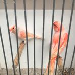 Koppel rood mozaïek 35 euro, Dieren en Toebehoren, Vogels | Kanaries, Meerdere dieren, Kleurkanarie