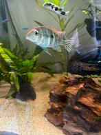 3x Geophagus red head tapajos, Dieren en Toebehoren, Vis, Zoetwatervis, Schoolvis