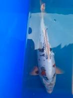 Mooie koi, Karper of Koi