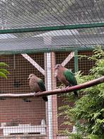 0-1 Groenvleugelduif, Dieren en Toebehoren, Vogels | Overige Vogels, Vrouwelijk, Geringd