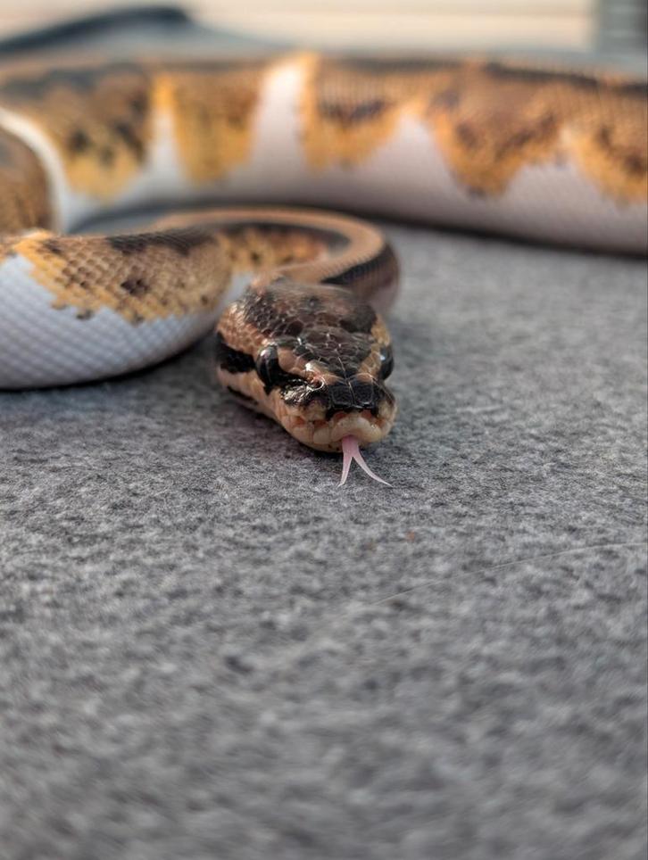 0.1 Female Pied het Clown Koningspython