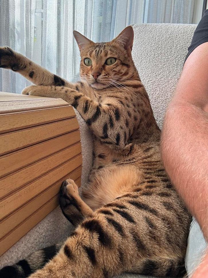 Savannah Poes, Dieren en Toebehoren, Katten en Kittens | Raskatten | Korthaar, Poes, Gechipt