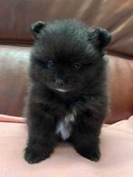 3 prachtige Pomeriaan/dwergkees pups. (Mogen verhuizen💙💜)., 8 tot 15 weken, Meerdere, Meerdere dieren, Nederland