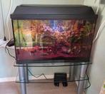Aquarium 60L compleet met 3 vissen, Ophalen, Gebruikt, Gevuld zoetwateraquarium