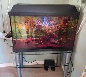 Aquarium 60L compleet met 3 vissen  beschikbaar voor biedingen