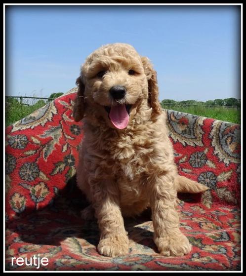 Labradoodle pups. Medium., Dieren en Toebehoren, Honden | Retrievers, Spaniëls en Waterhonden, Meerdere dieren, Overige rassen