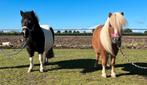 Twee lieve Shetlandpony’s te koop, Dieren en Toebehoren, Merrie, Niet van toepassing, A pony (tot 1.17m), Recreatiepony