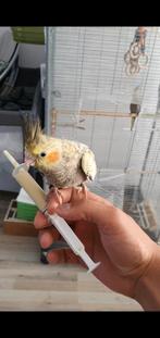 Getraind Tamme jonge Valkparkiet, Dieren en Toebehoren, Vogels | Parkieten en Papegaaien, Mannelijk, Parkiet