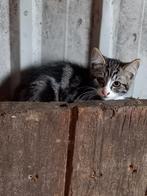 Kittens, Dieren en Toebehoren, Katten en Kittens | Overige Katten, Kater