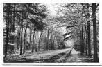 Breda Ginneken Mastbos Oude Gelopen Ansichtkaart ( B1297, Ophalen of Verzenden, Voor 1920, Gelopen, Noord-Brabant