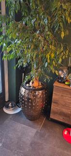 Eric kuster style pot en ficus benjamina plant, Rond, Zo goed als nieuw, Ophalen, Minder dan 40 cm