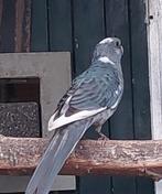 Te Koop Blauwbonte Rosella, Mannelijk, Parkiet, Geringd