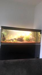 Aquarium 500 liter, Ophalen, Zo goed als nieuw