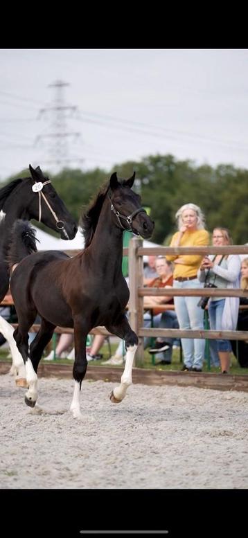 1e premie Barock Pinto hengstveulen van Zuperhero XX37  beschikbaar voor biedingen